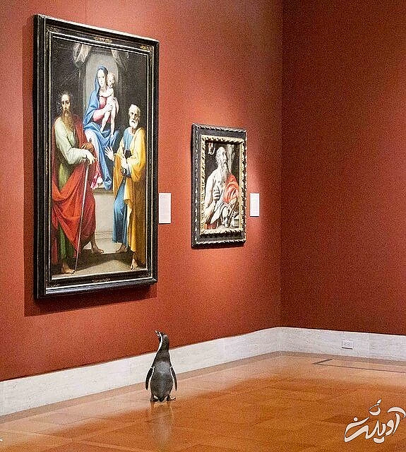 پنگوئن‌هایی که به آثار هنری علاقه‌ دارند/